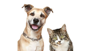 Tierkranken-Versicherungen vergleichen